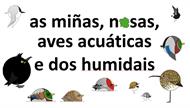 Aves acuáticas e dos humidais